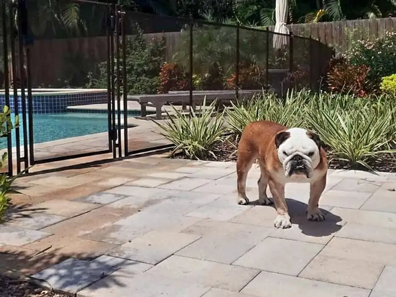 bulldog outside of pool safety fence